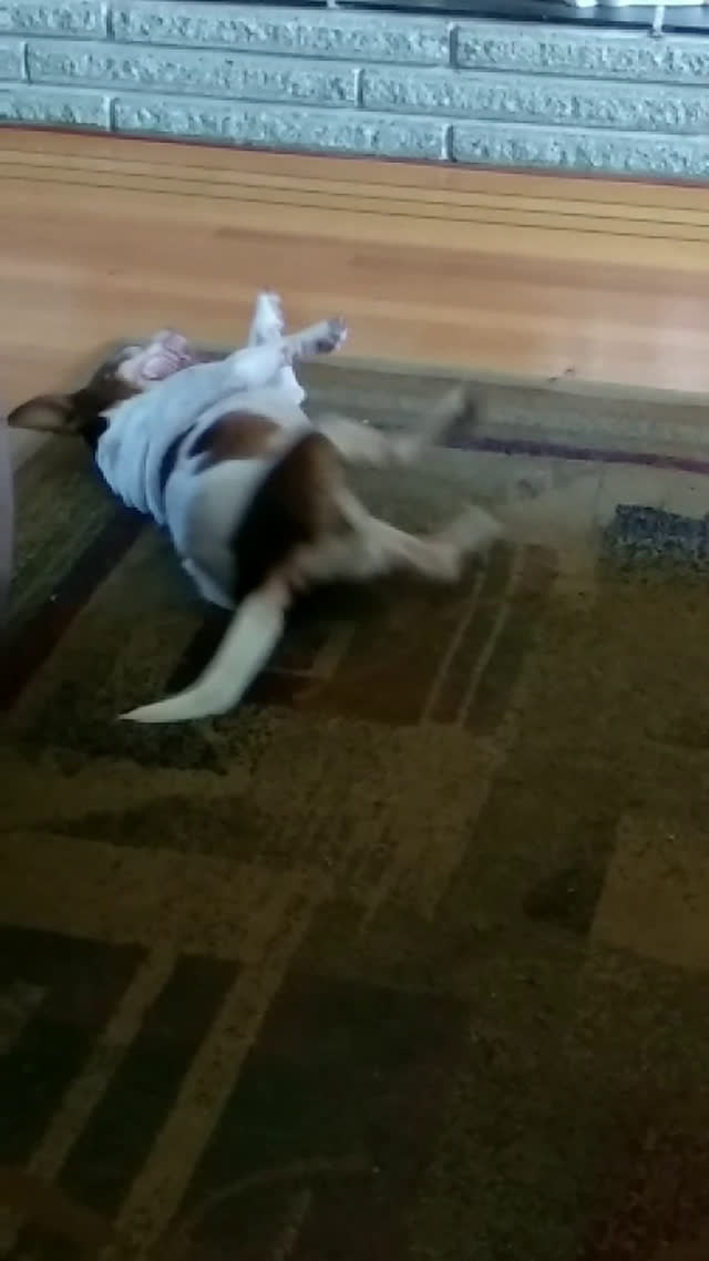 Doggo rolling around and then leaving Thumbnail