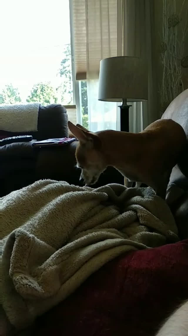 Doggo sneezing while trying to get in blanket Thumbnail